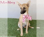 Macy - Female German Shepherd Dog-Unknown Mix Dog for Adoption - Small photo