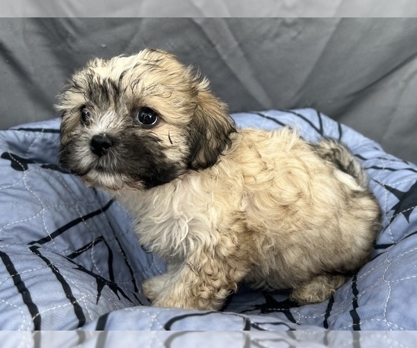 Medium Photo #3 Zuchon Puppy For Sale in RENO, NV, USA
