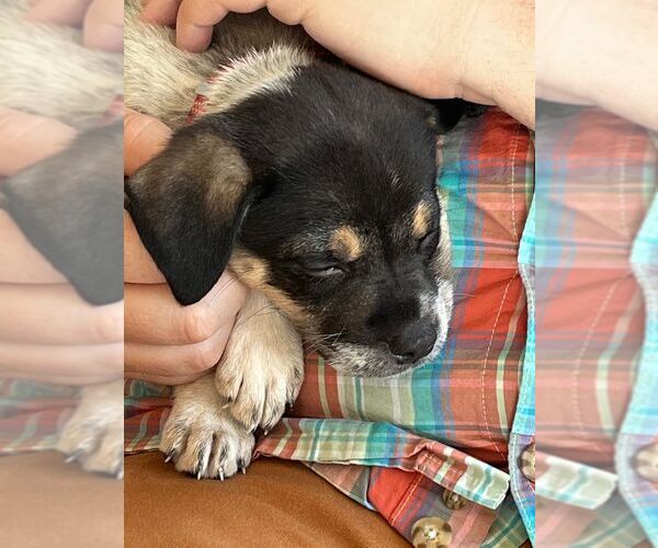 Medium Photo #3 Pointer-Unknown Mix Puppy For Sale in Minneapolis, MN, USA