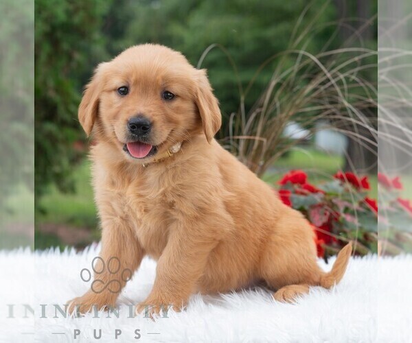 Medium Photo #2 Golden Retriever Puppy For Sale in NEWPORT, PA, USA
