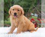 Small #1 Golden Retriever