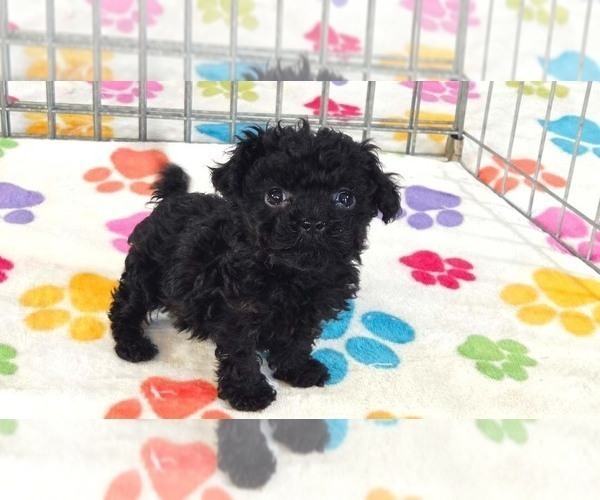 Medium Photo #6 Cavapoo (Miniature)-Poodle (Toy) Mix Puppy For Sale in ORO VALLEY, AZ, USA