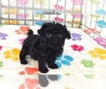 Cooper - Male Cavapoo (Miniature)-Poodle (Toy) Mix Puppy for Sale - Photo #6