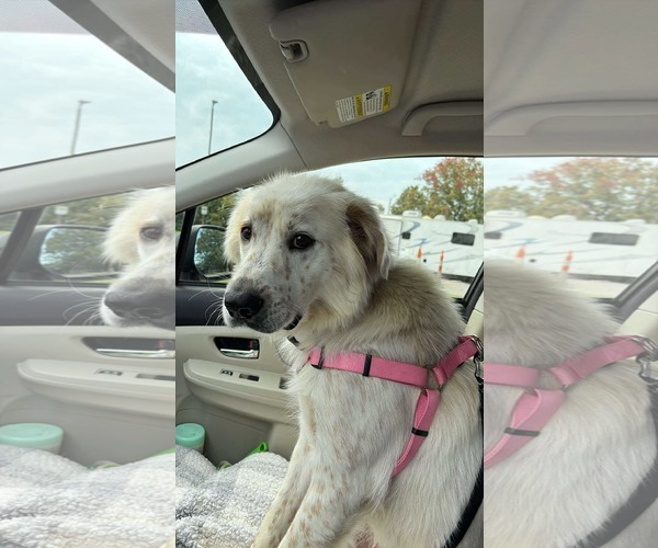 Medium Photo #2 Australian Shepherd-Great Pyrenees Mix Puppy For Sale in Croydon, NH, USA