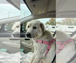 Small #1 Australian Shepherd-Great Pyrenees Mix