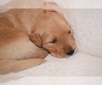 Small Photo #17 Golden Retriever Puppy For Sale in RICHMOND, TX, USA