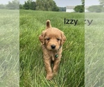 Small #1 Goldendoodle (Miniature)