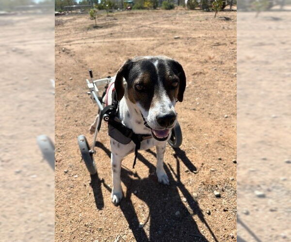 Medium Photo #4 Pointer-Unknown Mix Puppy For Sale in Queen Creek, AZ, USA