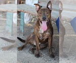 Small American Pit Bull Terrier Mix