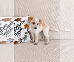Small #2 Australian Cattle Dog