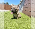 Small Photo #54 French Bulldog Puppy For Sale in DETROIT, MI, USA