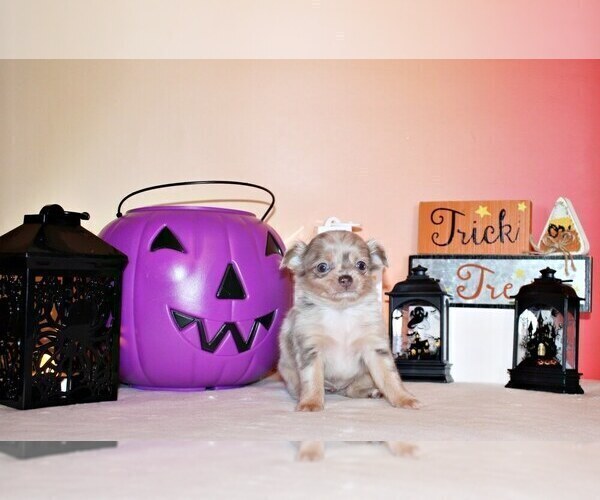 Medium Photo #5 Chihuahua Puppy For Sale in CHARLESTON, AR, USA