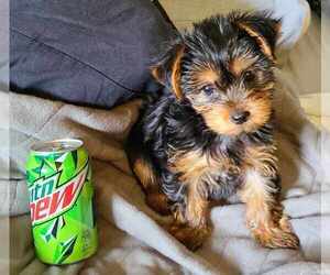 Yorkshire Terrier Puppy for sale in GRESHAM, OR, USA