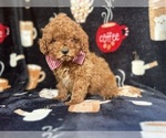 Small #4 Cavapoo