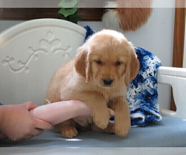 Medium Photo #2 Golden Retriever Puppy For Sale in MECHANICSVILLE, MD, USA