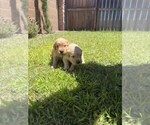 Small #2 Golden Retriever