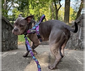 Mutt Dogs for adoption in Germantown, OH, USA