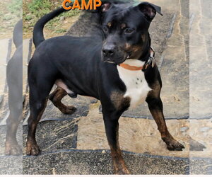 Camp - Male American Staffordshire Terrier-Rottweiler Mix Dog for Adoption - Photo #2
