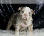 Small #5 English Bulldog