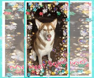 Siberian Husky Dogs for adoption in Pipe Creek, TX, USA