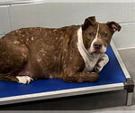Small American Pit Bull Terrier Mix