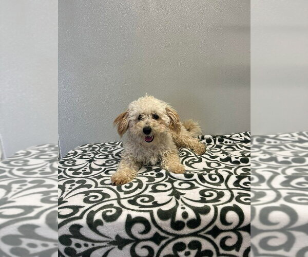 Medium Photo #3 Maltipoo (Miniature) Puppy For Sale in Osgood, IN, USA