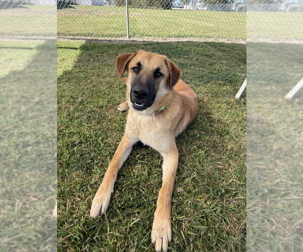 Medium Photo #4 Mutt Puppy For Sale in San Leon, TX, USA