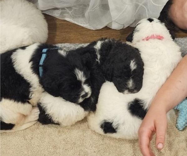 Medium Photo #33 Saint Berdoodle Puppy For Sale in BRUSH PRAIRIE, WA, USA