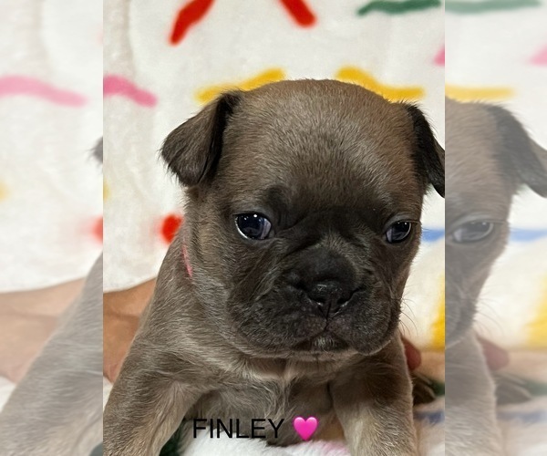 Medium Photo #4 French Bulldog Puppy For Sale in CAMERON, OK, USA