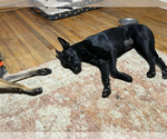 Small #2 Dutch Shepherd  Mix
