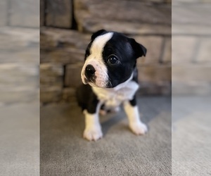 Boston Terrier Puppy for sale in WASHBURN, MO, USA