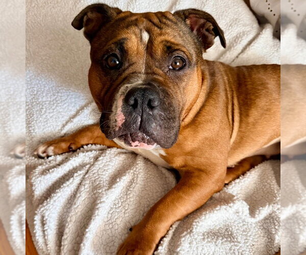 Medium Photo #1 American Bulldog-Unknown Mix Puppy For Sale in Canton, CT, USA