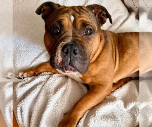 American Bulldog-Unknown Mix Dogs for adoption in Canton, CT, USA