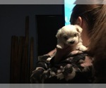 Small Photo #63 Maltese Puppy For Sale in BRKN ARW, OK, USA