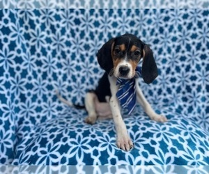 Black Mouth Cur-Treeing Walker Coonhound Mix Puppy for sale in LAKELAND, FL, USA