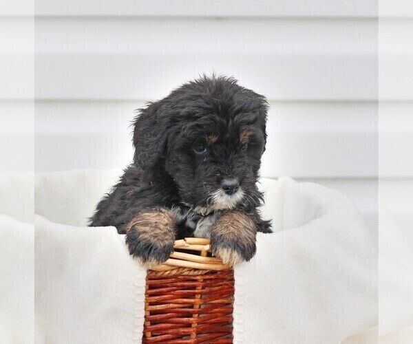 Medium Photo #2 Bernedoodle Puppy For Sale in CHAMBERSBURG, PA, USA