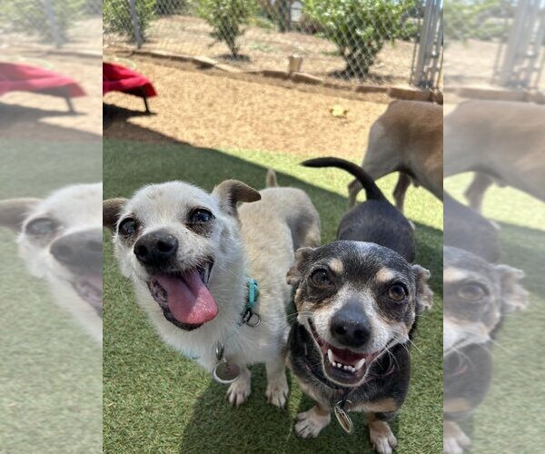 Medium Photo #3 Chihuahua Puppy For Sale in  Ramona, CA, USA