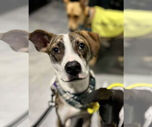 Mutt Dogs for adoption in Minneapolis, MN, USA