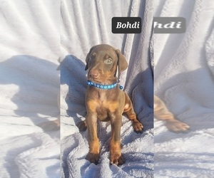 Doberman Pinscher Puppy for sale in POMEROY, OH, USA