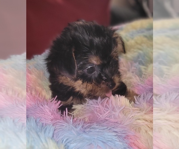 Medium Photo #190 Yorkshire Terrier Puppy For Sale in AKRON, OH, USA