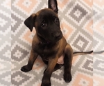 Small Photo #1 Belgian Malinois Puppy For Sale in CORNING, CA, USA