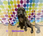 Small Labrador Retriever Mix