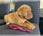 Small Photo #2 Dogue de Bordeaux Puppy For Sale in RIALTO, CA, USA