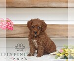 Small #2 Poodle (Miniature)