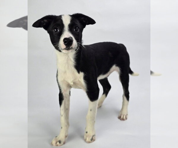 Medium Photo #4 Australian Shepherd-Unknown Mix Puppy For Sale in Lakewood, CO, USA
