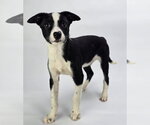 Small #3 Australian Shepherd Mix
