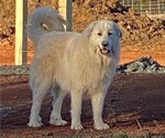 Small Photo #1 Great Pyrenees Puppy For Sale in SILER CITY, NC, USA