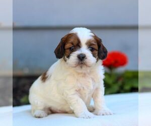 ShihPoo Puppy for sale in EAST EARL, PA, USA