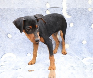 Miniature Pinscher Puppy for sale in BLOOMINGTON, IN, USA