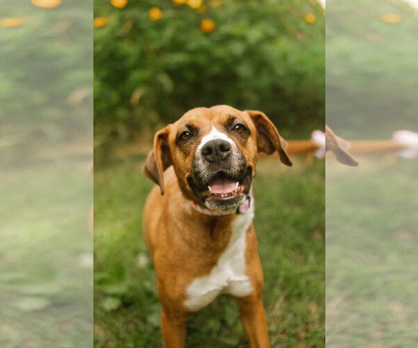 Medium Photo #4 Boxador Puppy For Sale in Oakhurst, NJ, USA